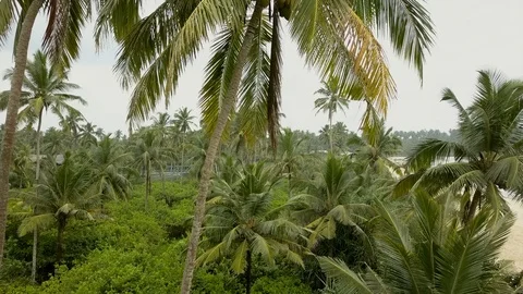 Coconut tree Video stock 97907767