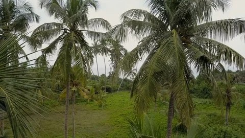 Coconut tree Video stock 97920644