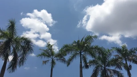 Coconut tree Stock Footage 106663424