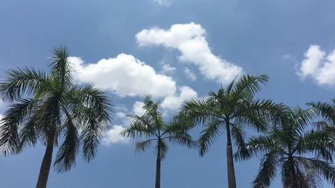 Coconut tree Stock Footage 106663425