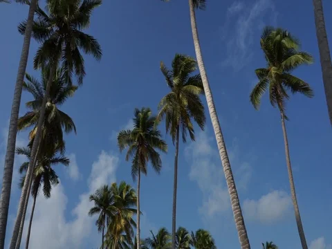 Coconut tree.  Stock Footage 115781314
