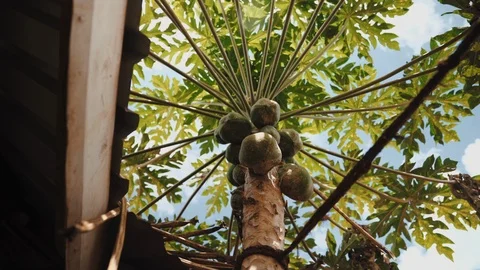 Coconut Tree Stock Footage 123864432