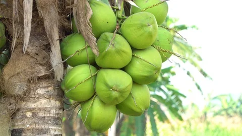 Coconut on the tree. Stock Footage 128213884