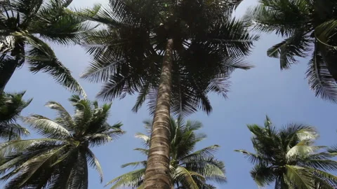 Coconut tree Stock Footage 140070954
