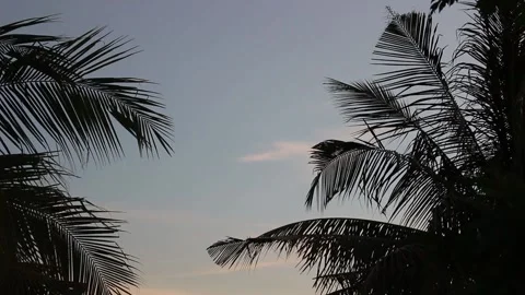 Coconut tree Stock Footage 155008117