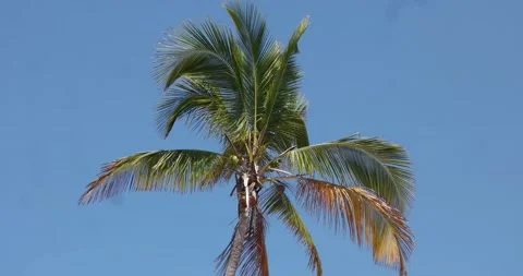 Coconut tree Stock Footage 158881150