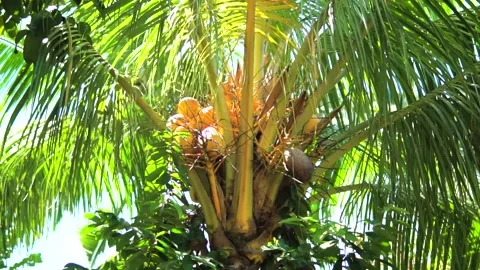 Coconut Tree Stock Footage 159868221