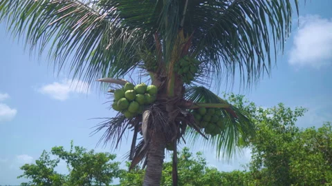 Coconut Tree Stock Footage
