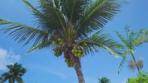 Coconut Tree Stock Footage 161855274