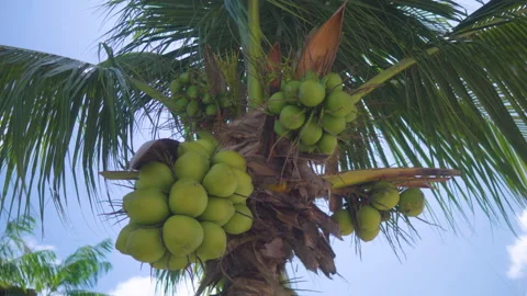 Coconut Tree Stock Footage 161855323