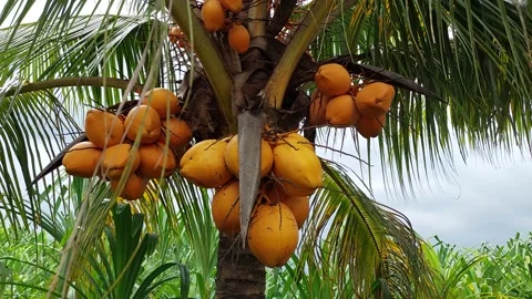 Coconut Tree Stock Footage 167344526
