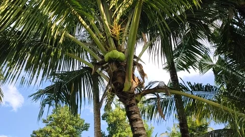Coconut tree Stock Footage 181759043