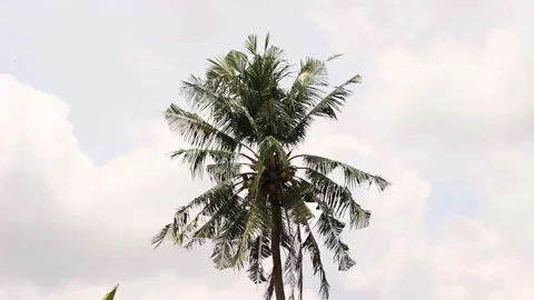 Coconut tree Stock Footage 191837615