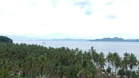 Coconut Tree Video stock 196995656