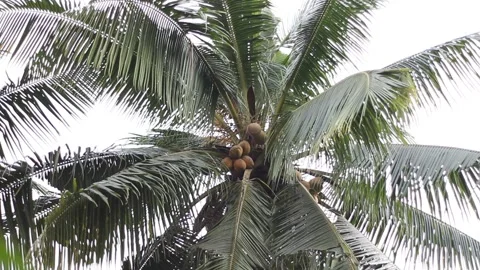 Coconut tree Stock Footage 222989792