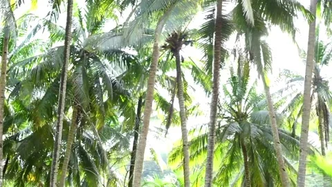 Coconut tree Stock Footage 228785385