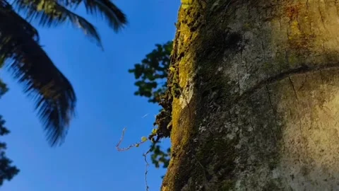 Coconut tree Video stock 244979857