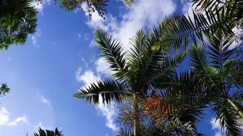 Coconut Tree Stock Footage 245441092