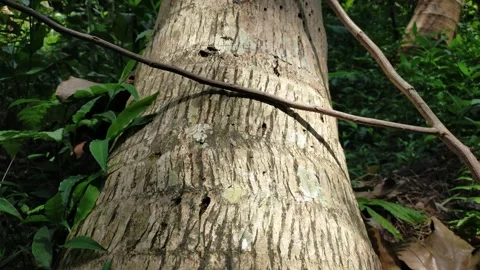 Coconut tree Video stock 289437986