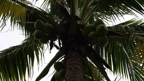 Coconut Tree Stock Footage 295471505