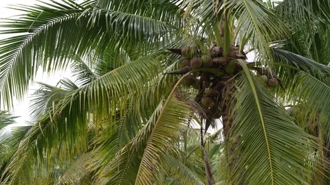 Coconut Tree Stock Footage 295471707
