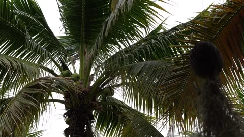 Coconut Tree Stock Footage 295471755