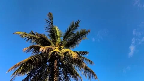 Coconut tree Stock Footage 321523322