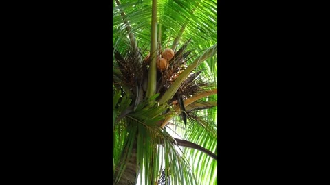 Coconut Tree Video stock 323342992