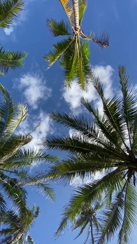 Coconut tree Vídeos de archivo 325641218