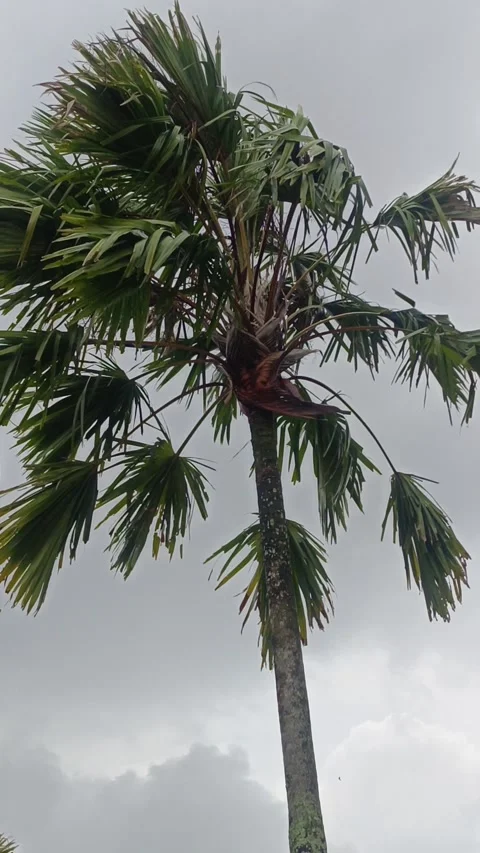 Coconut tree footage Stock Footage 323581355