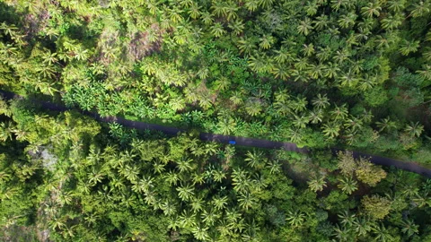 Coconut tree forest with a road in Flores Indonesia 库存影片 282889944