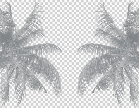 A coconut tree frame, palm tree silhouette, coconut trees on  transparent 写真素材