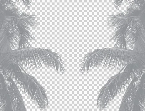 A coconut tree frame, palm tree silhouette, coconut trees on a transparent 写真素材