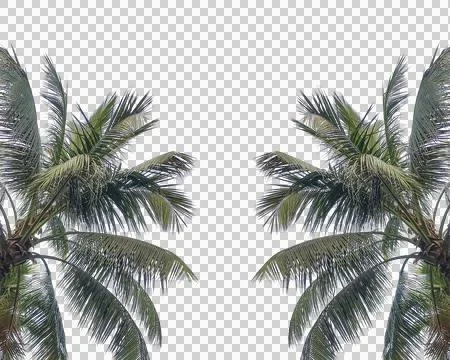 A coconut tree frame, palm tree silhouette, coconut trees on a transparent 写真素材