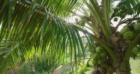 Coconut tree fruit on branch movement video Stock Footage 339266738