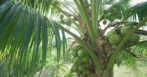 Coconut tree fruit on branch movement video Stock Footage 339266740