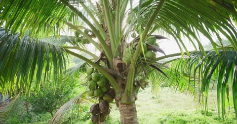 Coconut tree fruit on branch movement video Stock Footage 339266742