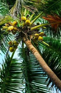 Coconut tree - Fruit on the tree Stock Photos