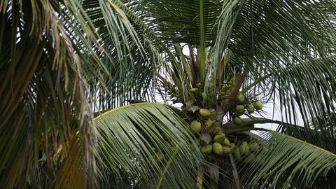 Coconut tree full with coconut which is oval fruit of the coconut palm 스톡 사진