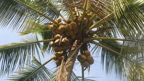 Coconut tree full of coconuts, bottom view Stock Photos
