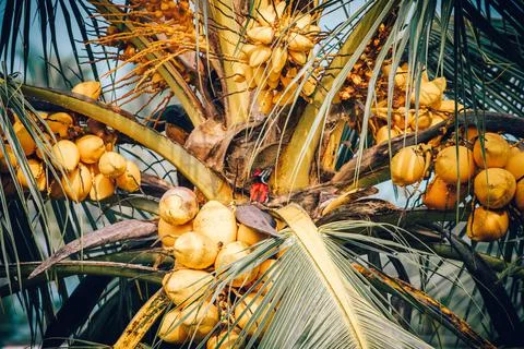 Coconut tree full of coconuts close up. Foto stock