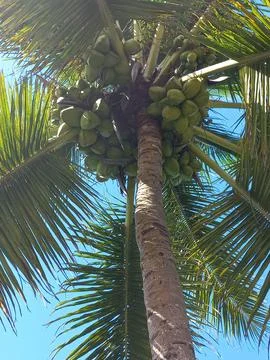 Coconut Tree Full of Coconuts Stock Photos