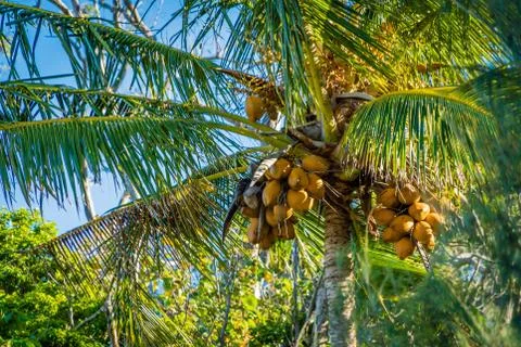 Coconut tree full of coconuts in the summer Stock-Fotos
