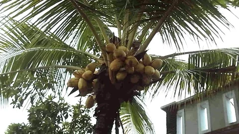 Coconut tree with full of yellow coconut fruit on it Video stock 125550160