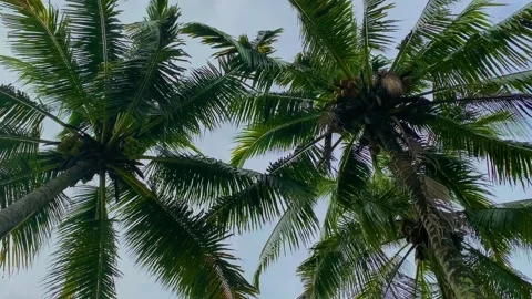 Coconut tree in a garden Stockbeeldmateriaal 232191705