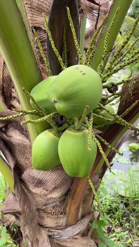 Coconut tree in the garden Stock Footage 286706112