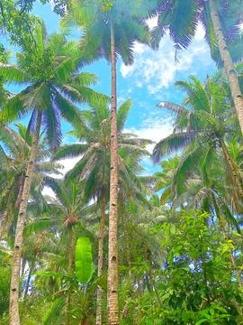 Coconut tree in the garden Stock Photos