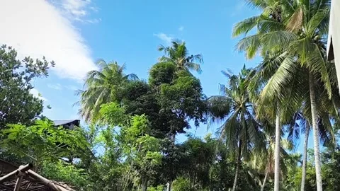 Coconut Tree Garden View Stock Footage 282775143
