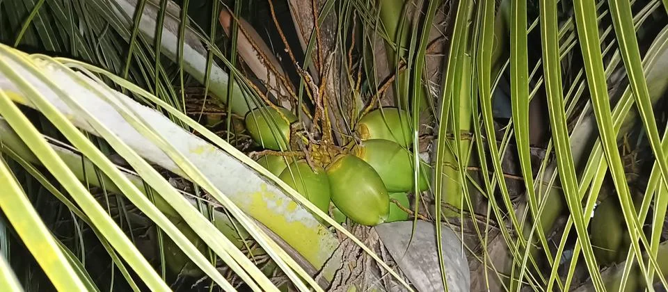 Coconut tree with green coconuts Stock Photos