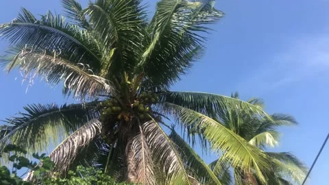 Coconut tree with green leaves Stock Footage 235201165